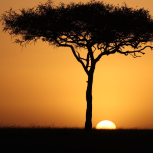 Kenya Kerenyaga AA