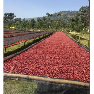 Etiopien Sidamo