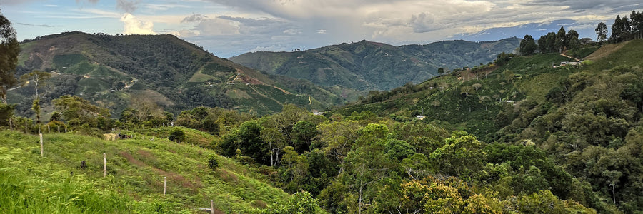 #00 Colombia, Decaf Amenaza Menor