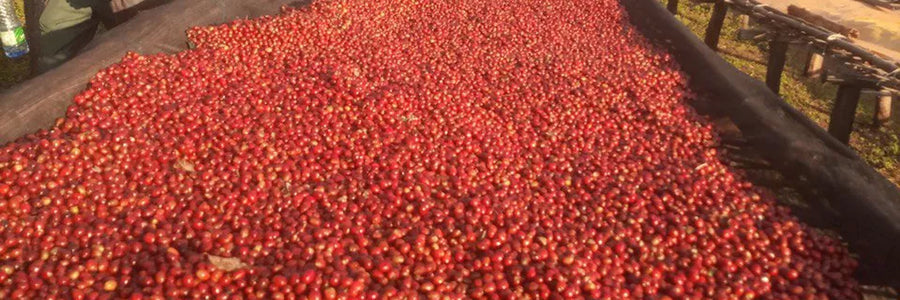 #29 Organic Ethiopia, Guji