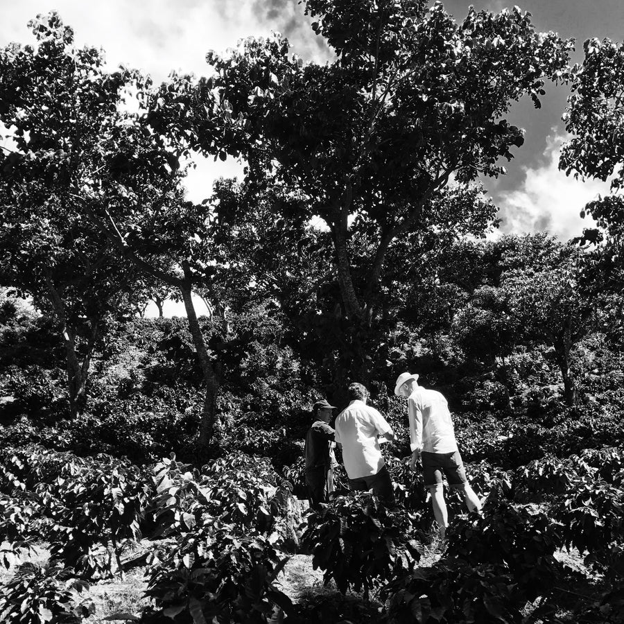 #3 El Salvador, wet fermentation pacamara