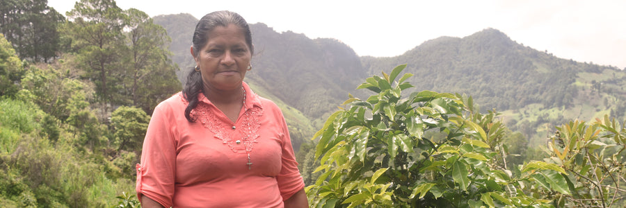 #7 Honduras, Wet fermented IH-90